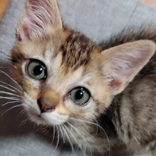 募集停止　可愛いボブテール！アクビ