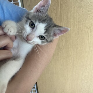 2ヶ月の甘えん坊女の子