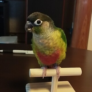 【一時停止】ウロコインコ（ワキコガネ）ベタ慣れ