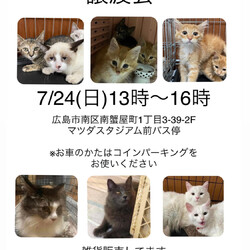 子猫&美猫　譲渡会