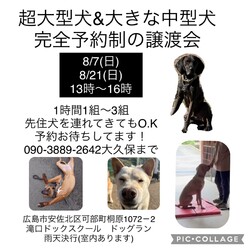 超大型犬&大きな中型犬　譲渡会