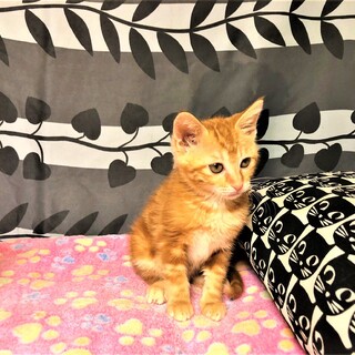 懐こい茶トラの女の子　マフィンちゃん