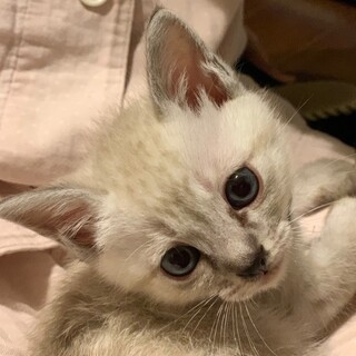 募集停止。ブルーアイシャムmix雷太