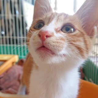 茶白の男の子