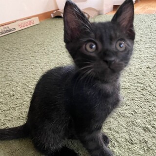 募集停止　ご飯とおじさん大好き❤️黒男子