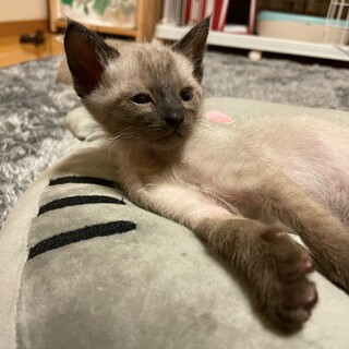 募集一時停止⭐シャムミックスのジュニくん