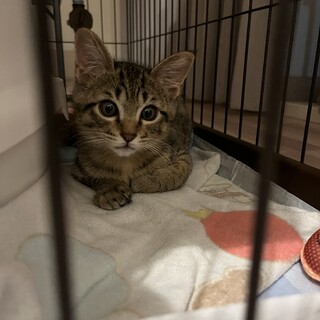 甘えん坊な男の子