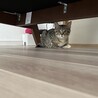 甘えん坊な男の子 サムネイル2