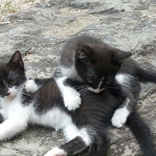 元気な4兄妹です