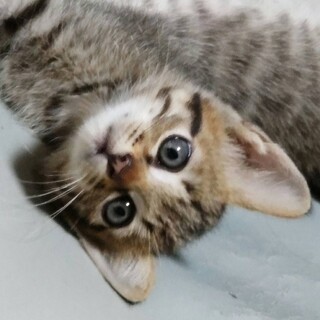 人慣れ抜群猫くん！