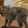 人慣れ抜群猫くん！ サムネイル7