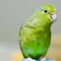 マメルリハの男の子です。