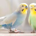 セキセイインコ２羽