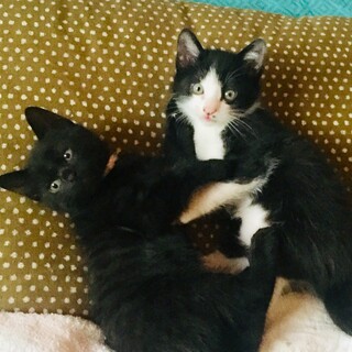 子猫　里親募集(ハチ割れ・オス/黒・メス)