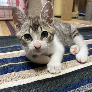 ハニーちゃんのずっとのおうち探し