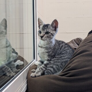 【募集一時停止】ビビりな遊び好きサバトラくん