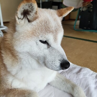 ミグちゃん❤(ӦｖӦ｡)元気になってきたの⁉よかった！よかったε-(´∀｀*)ﾎｯ