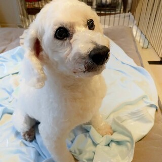 ビションフリーゼのまひるちゃん