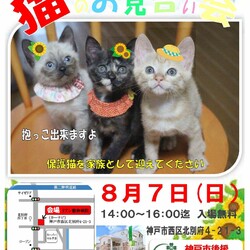 ゆったりほっこりする猫のお見合い会 サムネイル1