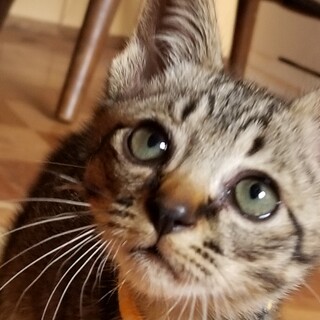 カギしっぽの子猫さん。