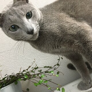 ロシアンブルーの男の子です