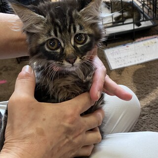 ぬいぐるみみたいに可愛い長毛男子