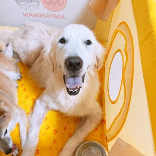 すごく人懐っこい子です