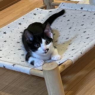 人懐っこい甘えん坊♡シナーくん