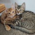 甘えん坊でマイペースな兄弟猫