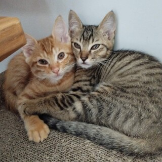 甘えん坊でマイペースな兄弟猫