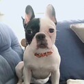 とっても甘ったれなフレンチブルドッグ♀ハラミちゃん