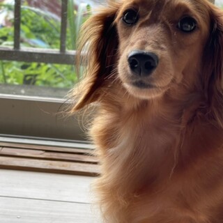 性格花〇のミニチュアダックスフンド♀ビーチェちゃん