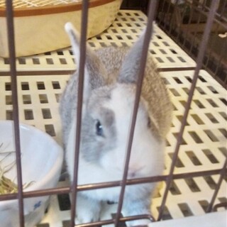 ミニウサギ　生後2ヶ月
