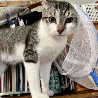 【代理募集】斎場御嶽で保護された☆ネン君