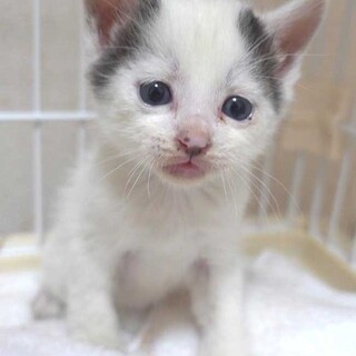 白黒の子猫の男の子の里親さん大募集です！