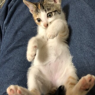 里親決定❣️元気で甘えん坊な可愛いきなこちゃん