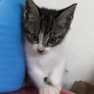 里親決定❣️おっとりのんびり優しいレオくん！