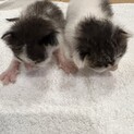 急募生後約2週間　子猫