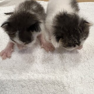 急募生後約2週間　子猫