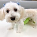 【子犬】人が大好きな甘えん坊さん♪マルチーズmix