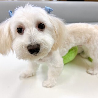 【子犬】人が大好きな甘えん坊さん♪マルチーズmix