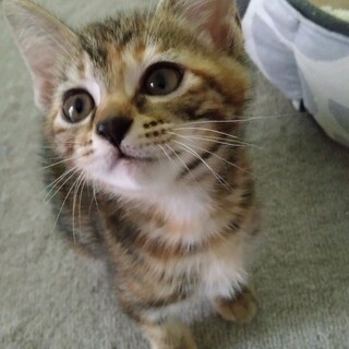 素敵なご家族がお迎えに来ました♡ここちゃん