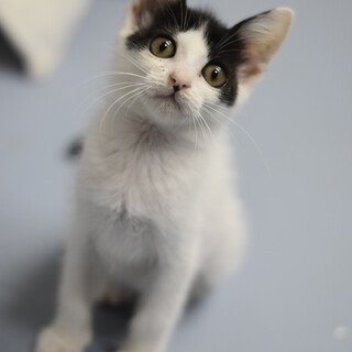 ハチワレのアサツキちゃん！