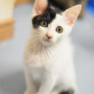 クロシロのタカナちゃん！