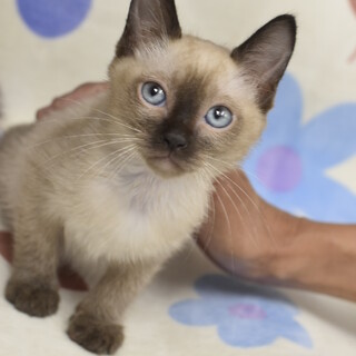 シャムのキュウリくん！