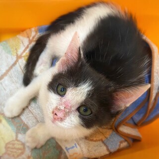 どうか楽しい猫生を ★ カレット