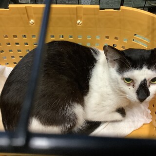 きっと懐いてくれる地域猫、黒白くん