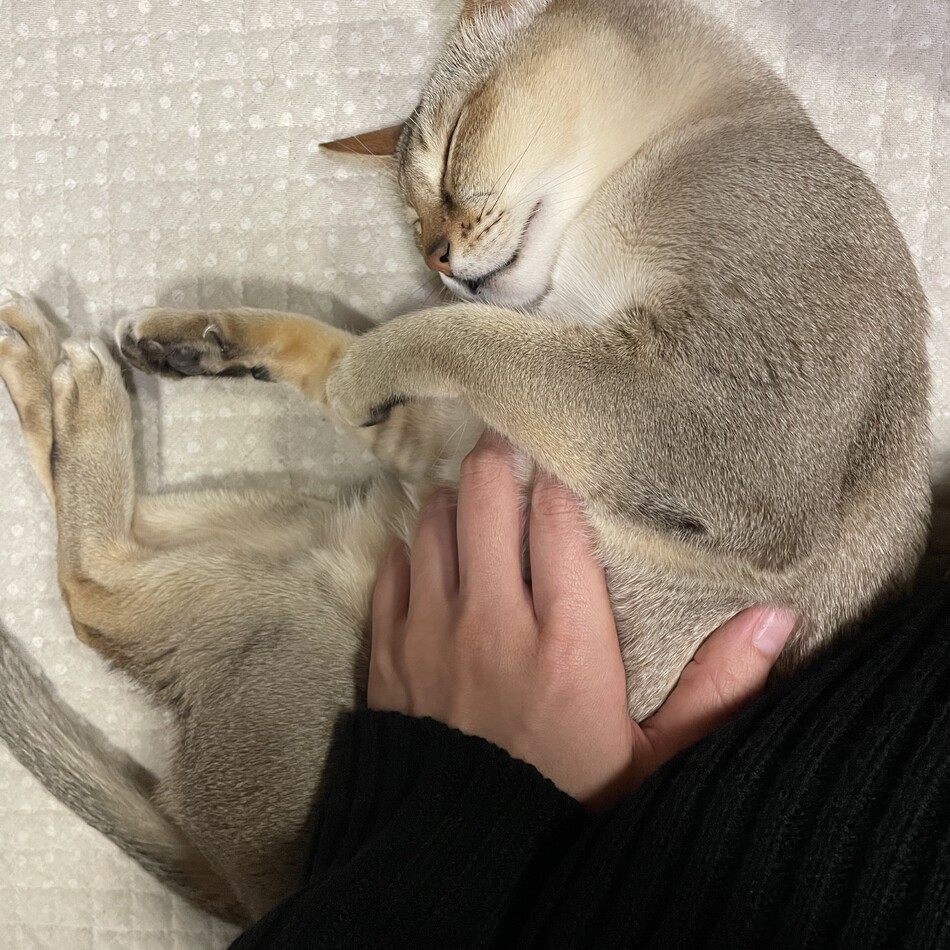 チャコのカバー写真