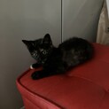 生後2ヶ月◎右手に靴下！サビ猫ちゃん