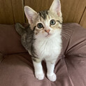 ベタゴロ甘えんぼ♪イノコちゃん